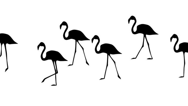 Silhouettes of Flamingo, animation on the white background