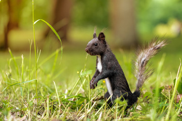 Black and white squirrel during molting is looking around the grass