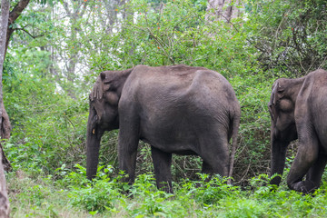Fototapeta na wymiar elephant in indian wildlife
