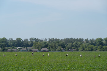 Obraz premium White storks in a meadow, Eastern Ukraine