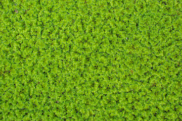 Small green trees on the surface of the water. Used as a background.