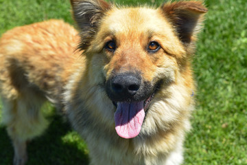 Blonde German Shepherd 