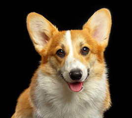 Welsh Corgi Pembroke Dog  Isolated  on Black Background in studio