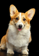 Welsh Corgi Pembroke Dog  Isolated  on Black Background in studio