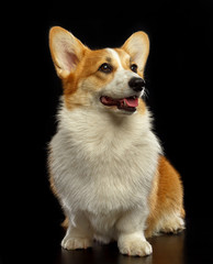 Welsh Corgi Pembroke Dog  Isolated  on Black Background in studio
