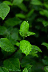 Green plant with raindrops on leaves