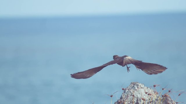 SUPER SLOW MOTION, CLOSE UP, DOF: Beautiful brown bird of prey soaring into the endless blue sky to start its hunt. Untamed buzzard takes off a white rock and into the ruthless Chilean wilderness.