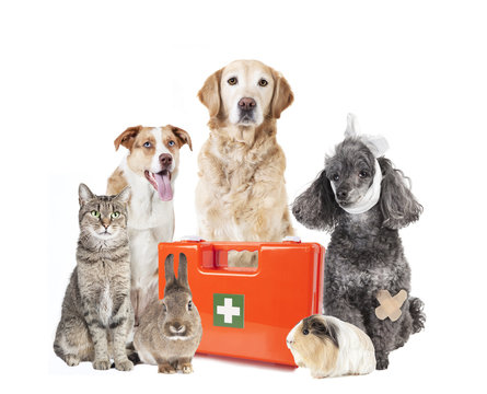 many animals first aid box