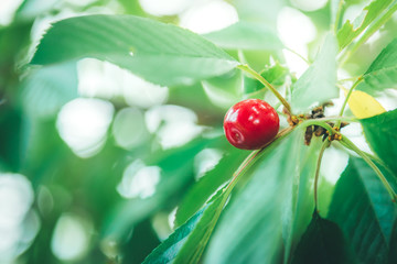 Red cherry berry on a branch in early summer