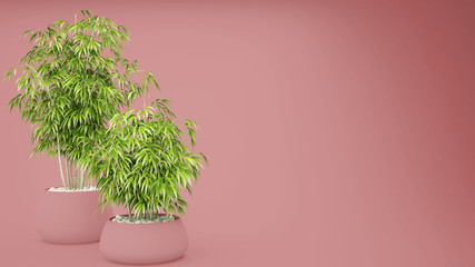 Empty pink colored interior with potted bamboo, natural interior design concept, green idea with copy space