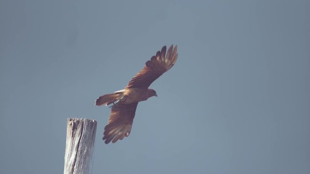 SUPER SLOW MOTION, DOF, CLOSE UP: Majestic brown raptor bird standing on wooden pole takes off into the sunny sky. Spectacular shot of majestic buzzard bird starting its hunt. Chimango Caracara flying