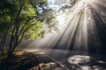 curve street with sun rays in forest
