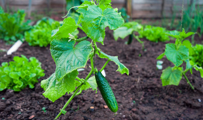 young Cucumber in the garden