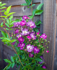 Fototapeta na wymiar Flowering Purple White English Rosa Veilchenblau Climbing Rose Bush