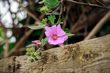 Pink flowers of lavatera hanging over wooden fence, selected focus