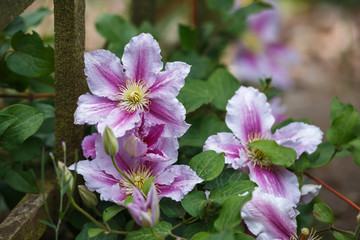 beautiful deep pink, Purple flower Clematis in garden