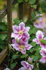 beautiful deep pink, Purple flower Clematis in garden