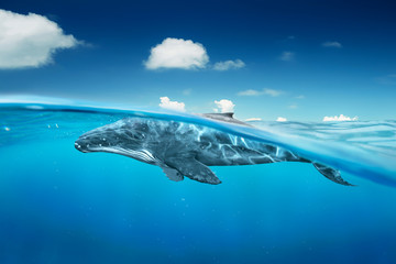 whale in ocean with half angle view .