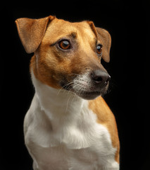 Jack Russell Terrier Dog on Isolated Black Background in studio