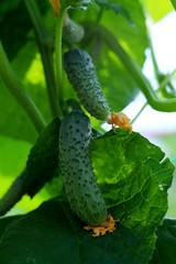 Young blooming plant cucumber with yellow flowers. Juicy fresh cucumber close-up macro on a green background of leaves