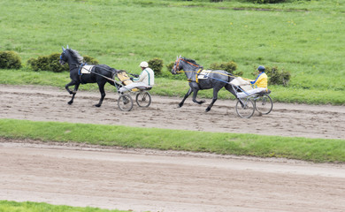 horse racing, horse racing, horses, jockey, horseman, Hippodrome,bets, reins, harness,