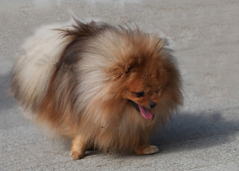 German spitz mittel