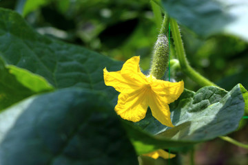 Young blooming plant cucumber with yellow flowers. Juicy fresh cucumber close-up macro on a green background of leaves