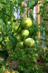 Closeup group of young green tomatoes growing in greenhouse. Green tomatoes plantation. Organic farming. Agriculture concept. Unripe tomatoes fruit on green stems