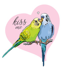 Naklejka premium Dwie piękne małe zielone i niebieskie faliste papugi całują się na tle różowego serca. Ilustracji wektorowych.