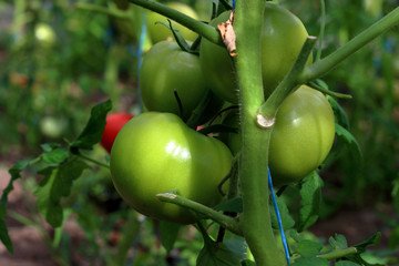 Closeup group of young green tomatoes growing in greenhouse. Green tomatoes plantation. Organic farming. Agriculture concept. Unripe tomatoes fruit on green stems