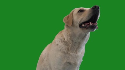 muzzle labrador on green screen

