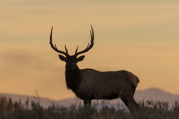Naklejka na ściany i meble Bull Elk Silhouetted at Sunrise