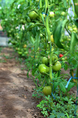 Closeup group of young green tomatoes growing in greenhouse. Green tomatoes plantation. Organic farming. Agriculture concept. Unripe tomatoes fruit on green stems
