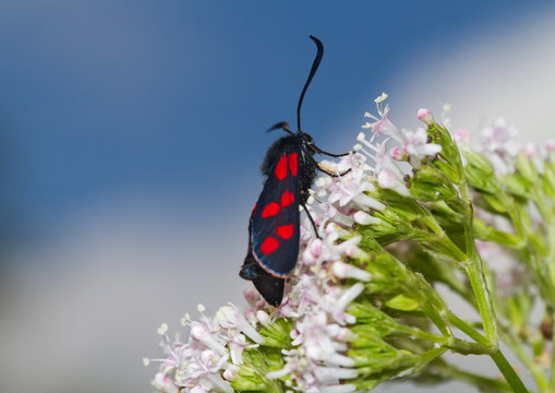 A Six-spot Burnet moth on the flower head of Marsh valerian under a blue sky
