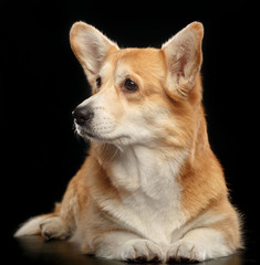 Welsh Corgi Pembroke Dog  Isolated  on Black Background in studio
