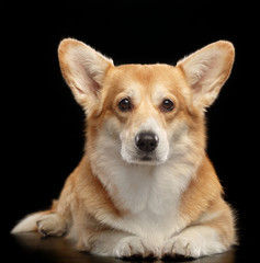 Welsh Corgi Pembroke Dog  Isolated  on Black Background in studio