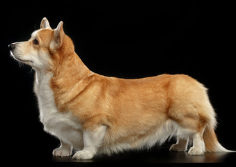 Welsh Corgi Pembroke Dog  Isolated  on Black Background in studio