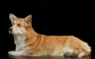 Welsh Corgi Pembroke Dog  Isolated  on Black Background in studio