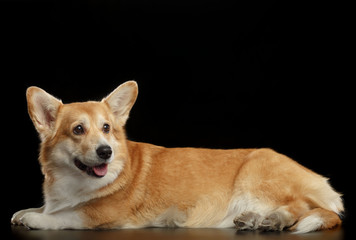 Welsh Corgi Pembroke Dog  Isolated  on Black Background in studio