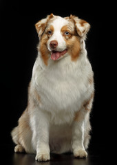 Australian Shepherd Dog on Isolated Black Background in studio