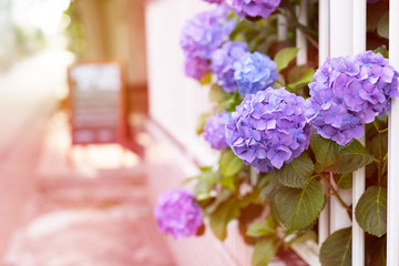 Beautiful big violet bush of hydrangeas flowers and white fence