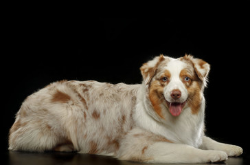 Australian Shepherd Dog on Isolated Black Background in studio