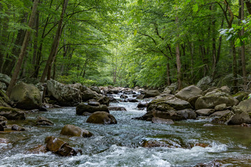 Looking from the center of a stream with large boulders in a forest.