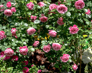 Beautiful pink rose shrub with a perfect look