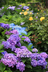 紫陽花と薔薇が共演する花壇