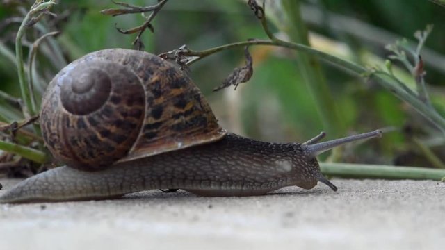 Snail slowly crawling through a garden