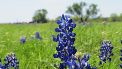 Closeup of Texas Bluebonnets in the spring 