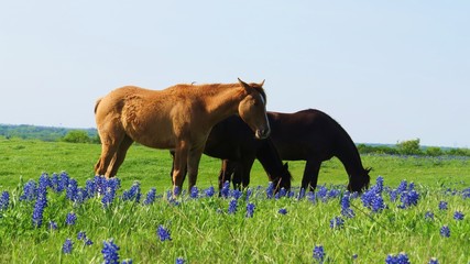 Horses grazing in a field of Texas Bluebonnets in the spring