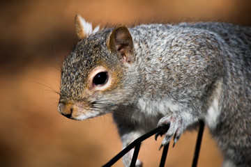 Naklejka na ściany i meble Close up of a squirrel sitting on a fence