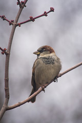 A brown, small bird sitting on a tree branch